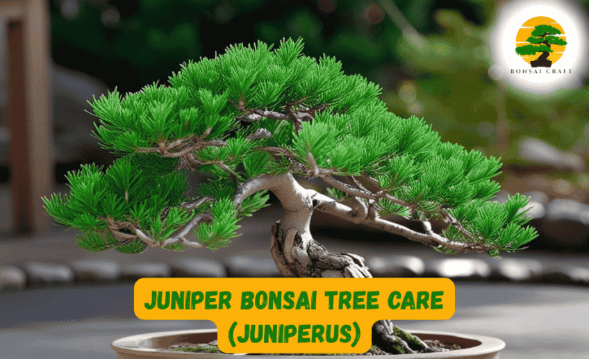 Juniper Bonsai Tree​ Care (Juniperus)