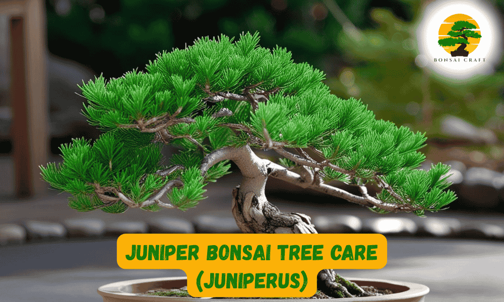 Juniper Bonsai Tree​ Care (Juniperus)
