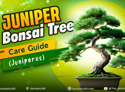 Juniper Bonsai Tree Care Guide (Juniperus)