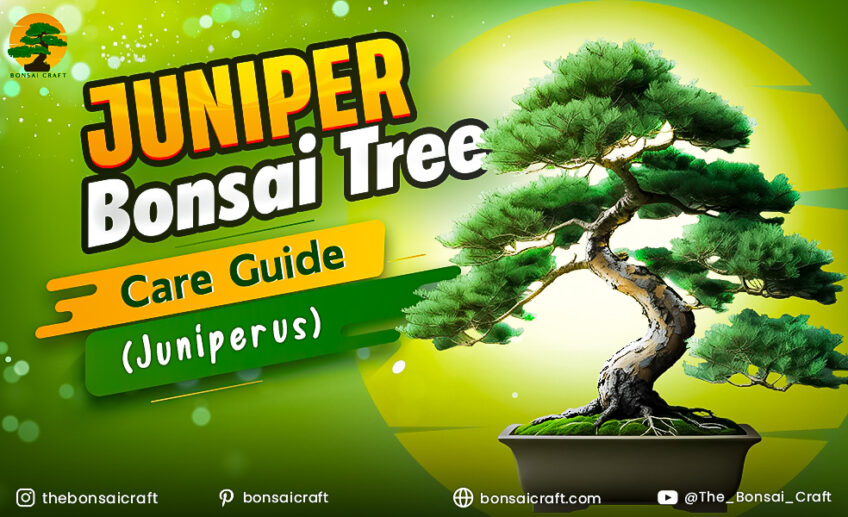 Juniper Bonsai Tree Care Guide (Juniperus)