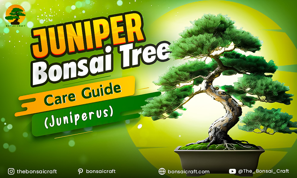 Juniper Bonsai Tree Care Guide (Juniperus)
