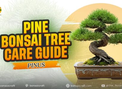 Pine Bonsai Tree Care Guide (Pinus)