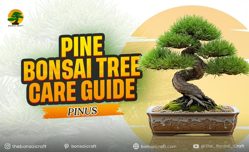 Pine Bonsai Tree Care Guide (Pinus)
