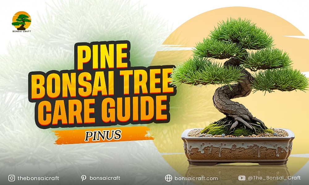 Pine Bonsai Tree Care Guide (Pinus)