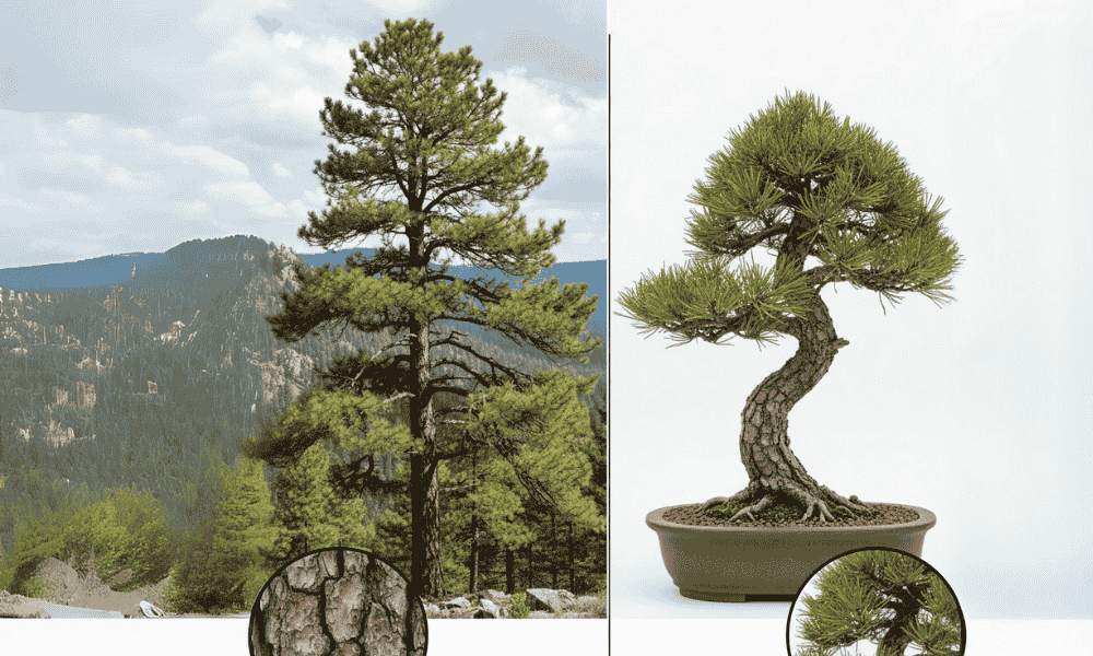 What Makes a Pine Bonsai Unique?