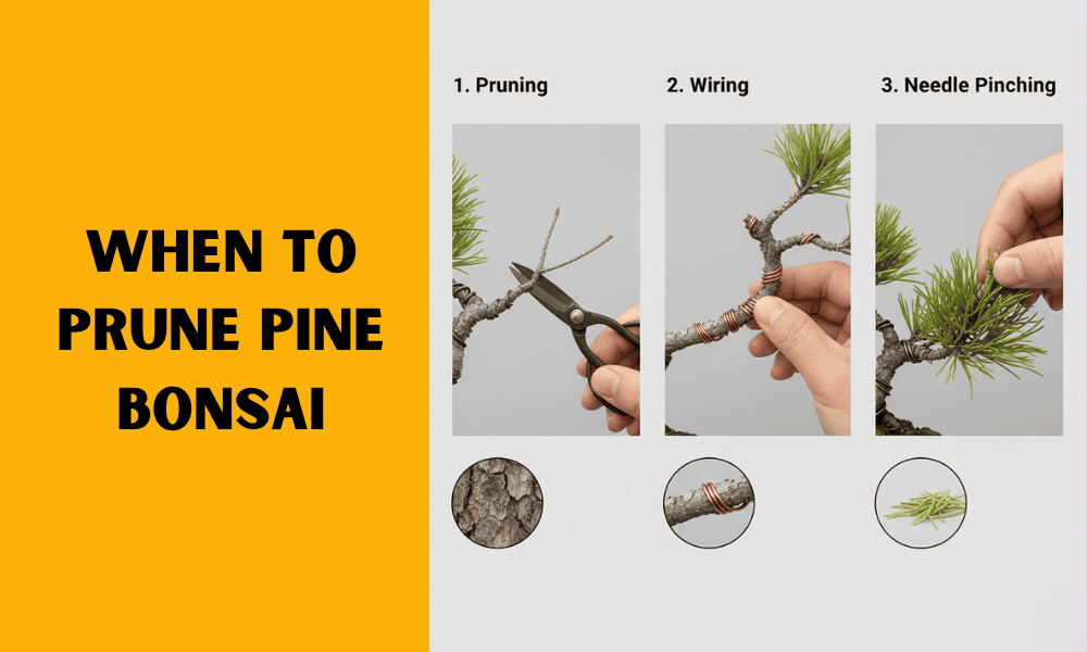 When to Prune Pine Bonsai