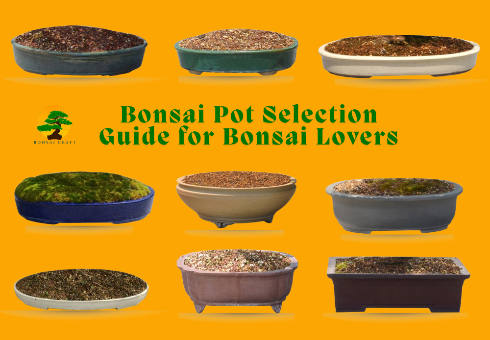 Bonsai Pot