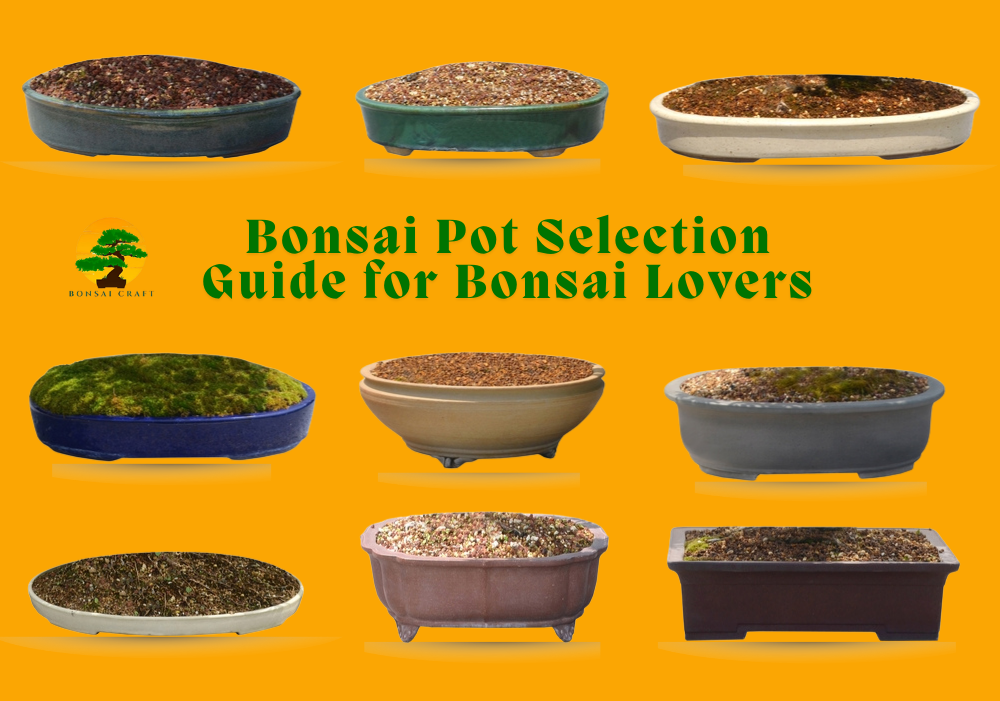 Bonsai Pot Selection Guide for Bonsai Lovers