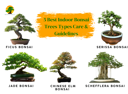 Indoor Bonsai Trees