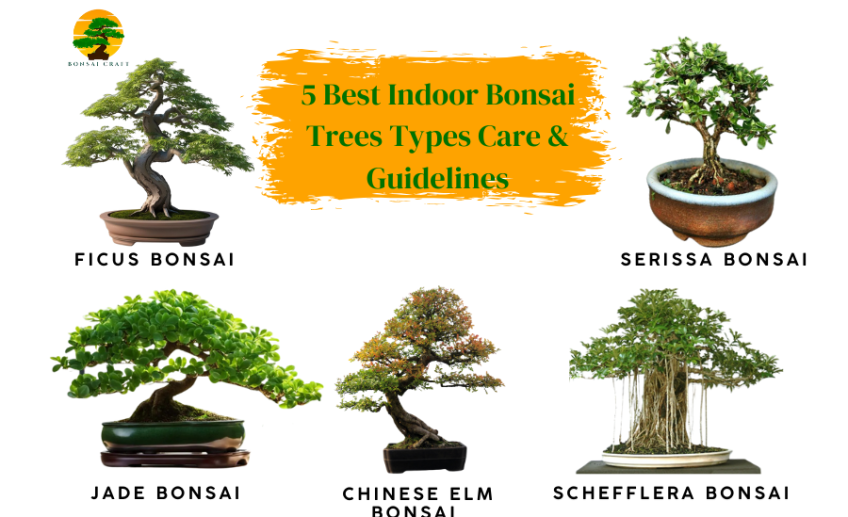 Indoor Bonsai Trees