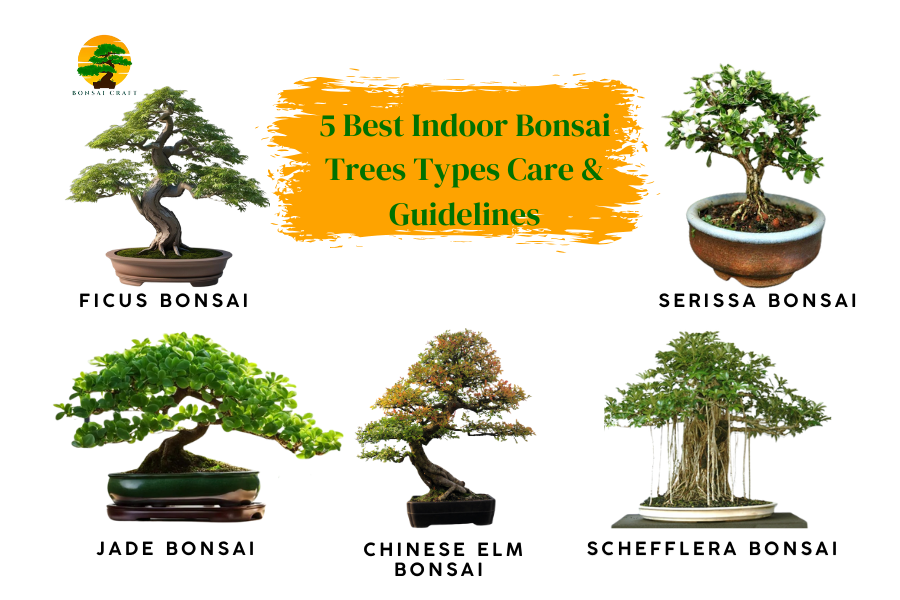 Indoor Bonsai Trees