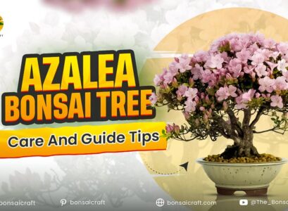 Azalea bonsai tree in bloom growing in a shallow pot, showing healthy foliage and proper bonsai care