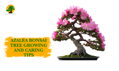 Azalea Bonsai Tree Care And Guide Tips - Bonsai Craft