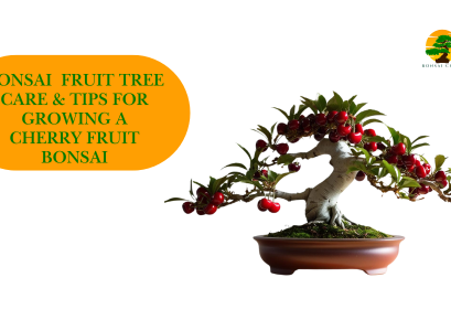Bonsai Fruit Tree