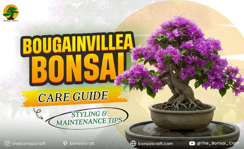 Bougainvillea Bonsai Care Guide: Styling & Maintenance Tips