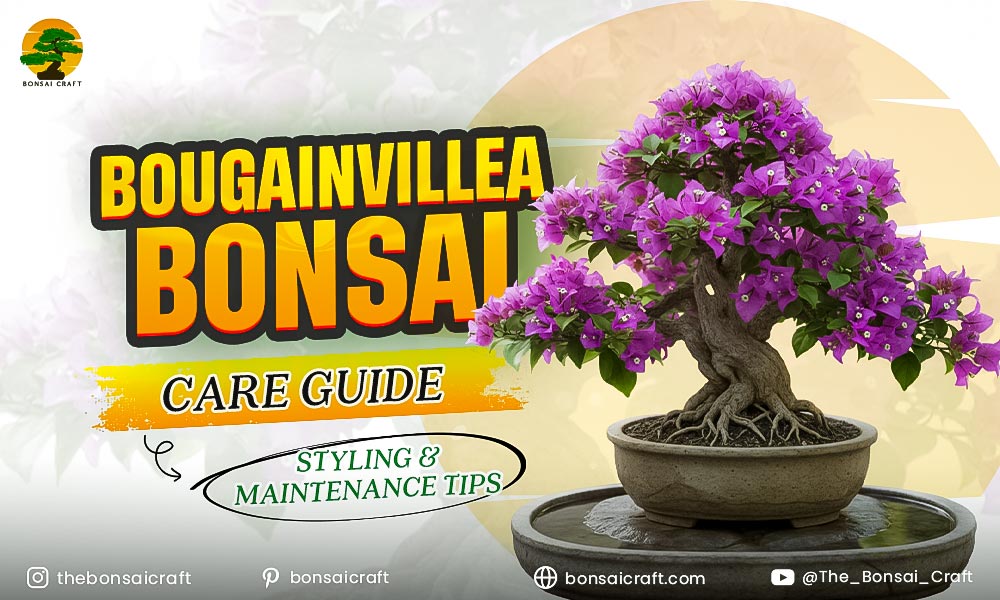 Bougainvillea Bonsai Care Guide: Styling & Maintenance Tips