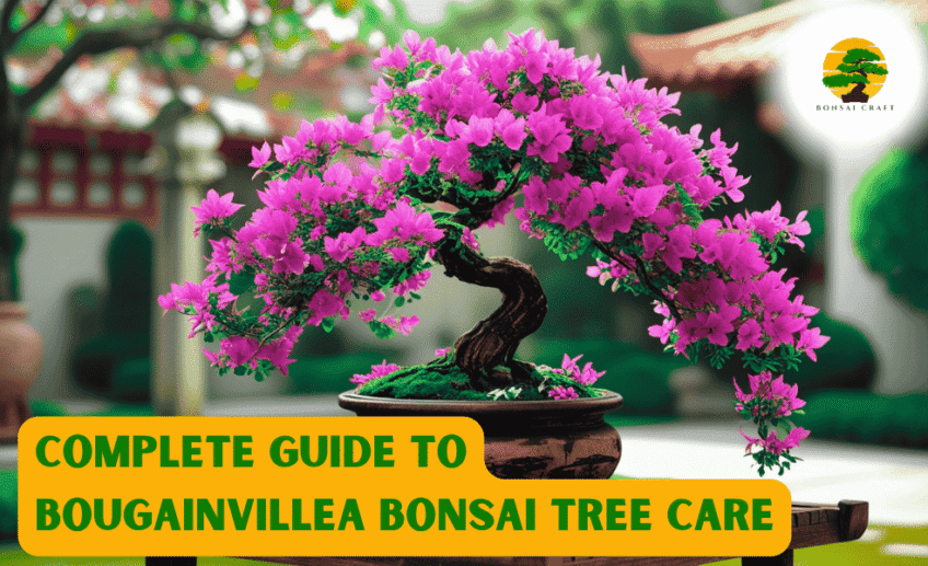 Bougainvillea Bonsai Tree
