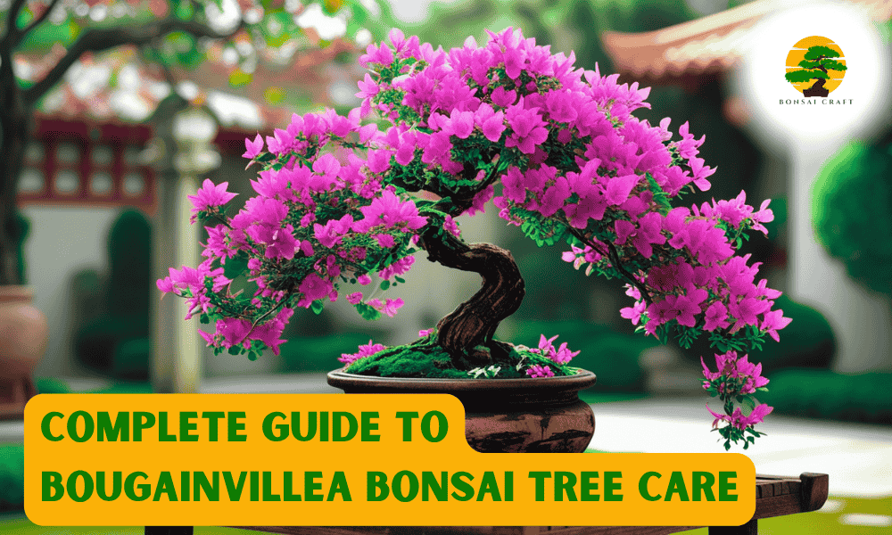 Bougainvillea Bonsai Tree