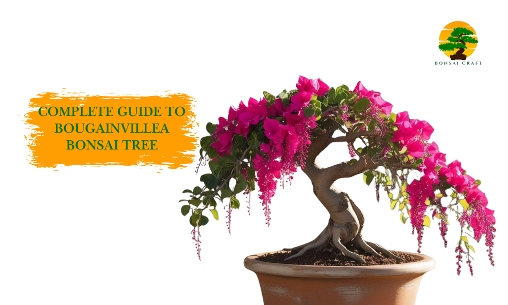Bougainvillea Bonsai Tree