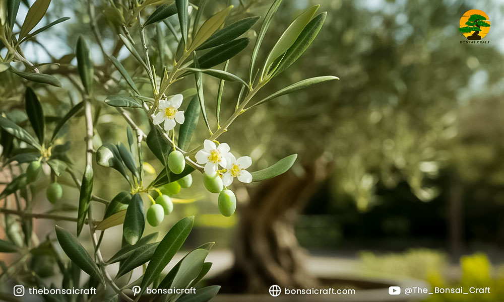 Close-up of Olive Tree Bonsai producing small white flowers and tiny developing olives