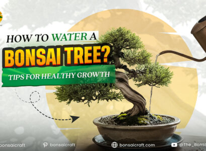 How to Water Bonsai Tree? Tips for Healthy Growth