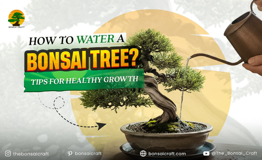 How to Water Bonsai Tree? Tips for Healthy Growth