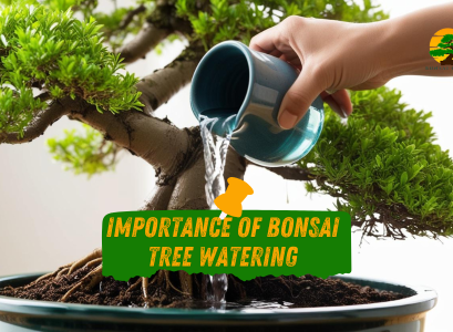 Bonsai tree watering