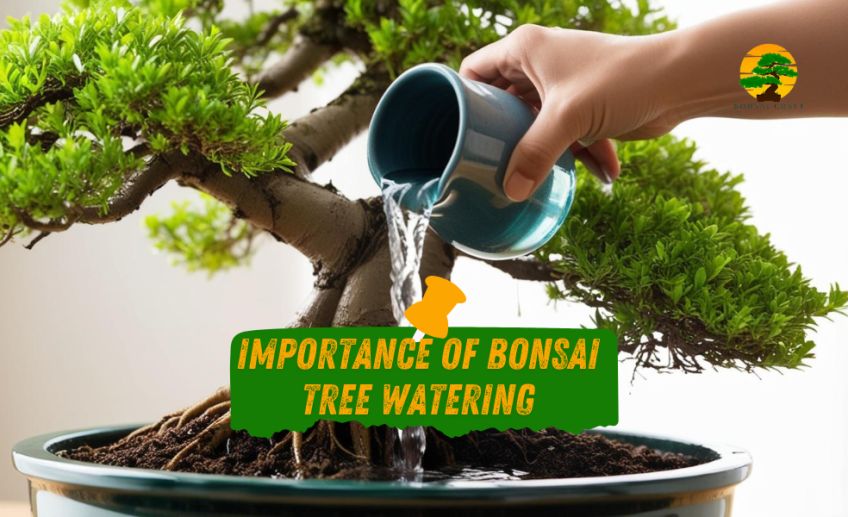 Bonsai tree watering