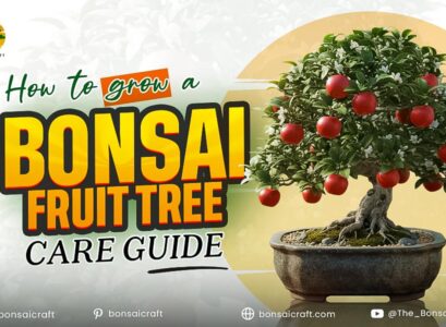 How to Grow a Bonsai Fruit Tree from Seed