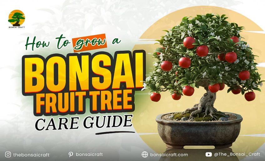 How to Grow a Bonsai Fruit Tree from Seed