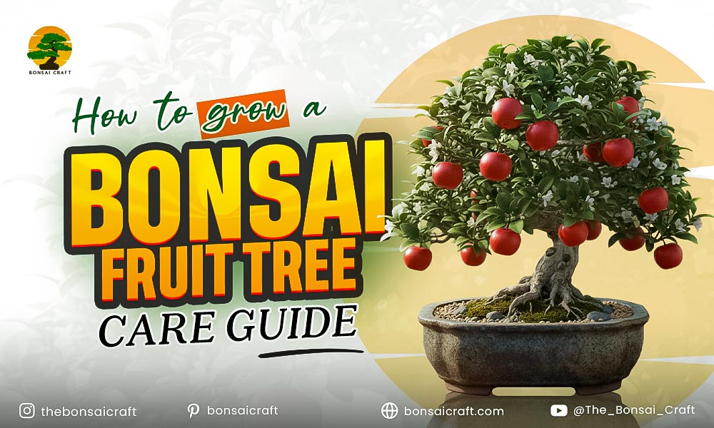 How to Grow a Bonsai Fruit Tree from Seed