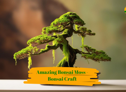 Bonsai Moss