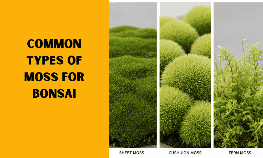 Common Types of Moss for Bonsai