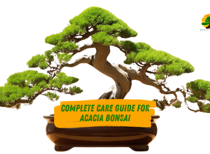 Acacia Bonsai