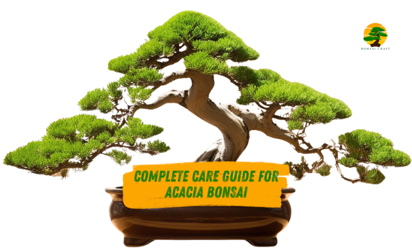 Acacia Bonsai