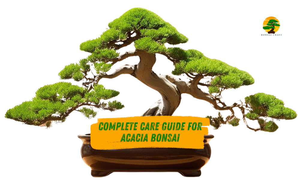 Acacia Bonsai