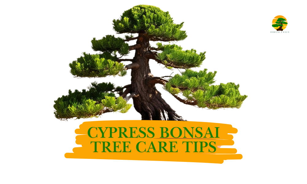Cypress Bonsai