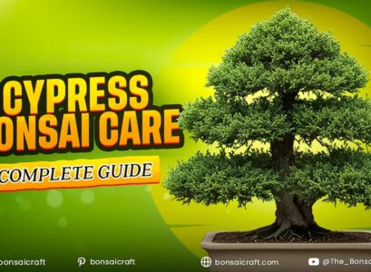 Cypress Bonsai Care Complete Guide