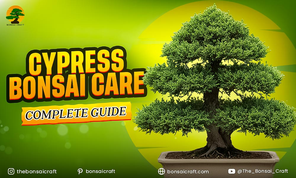 Cypress Bonsai Care Complete Guide