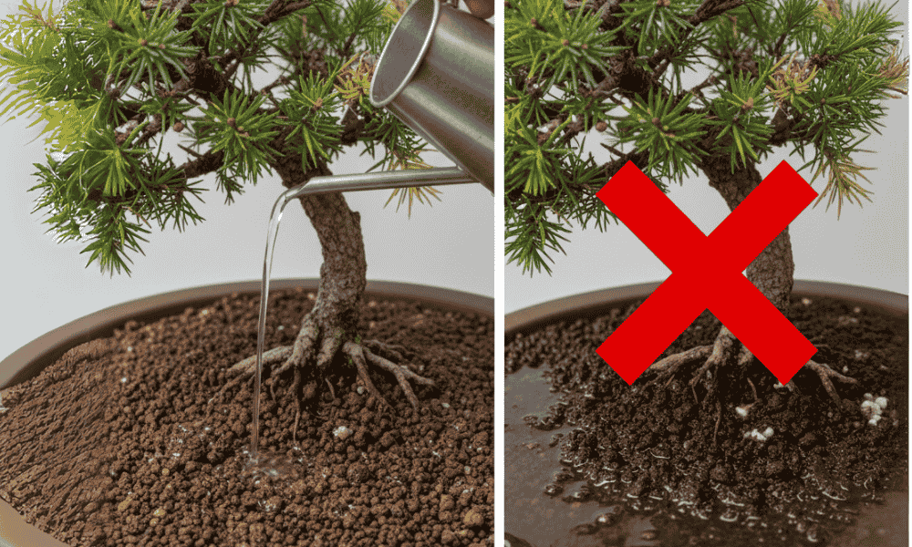 How Often to Water Bonsai in Winter