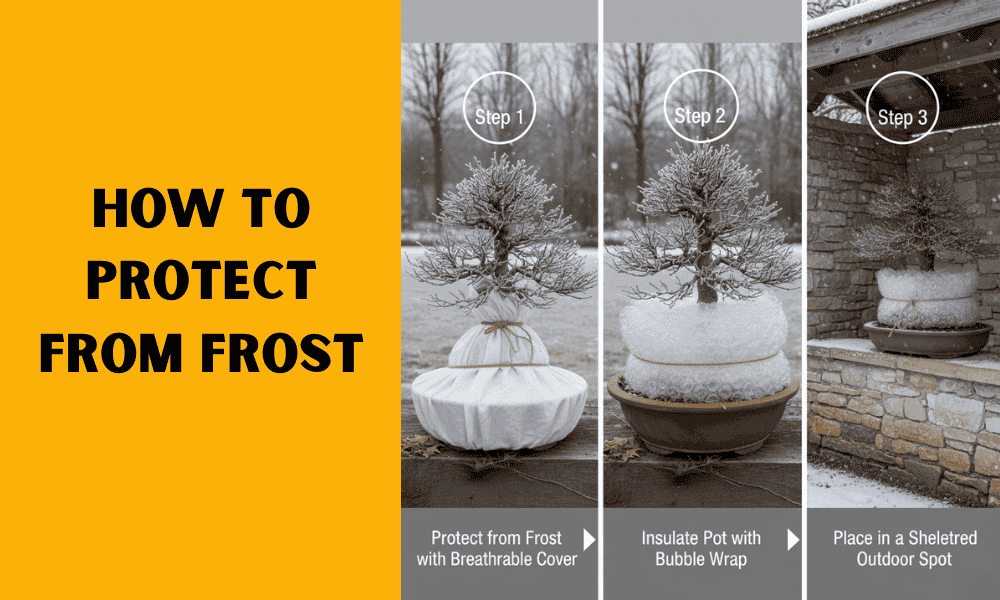 How to Protect from Frost