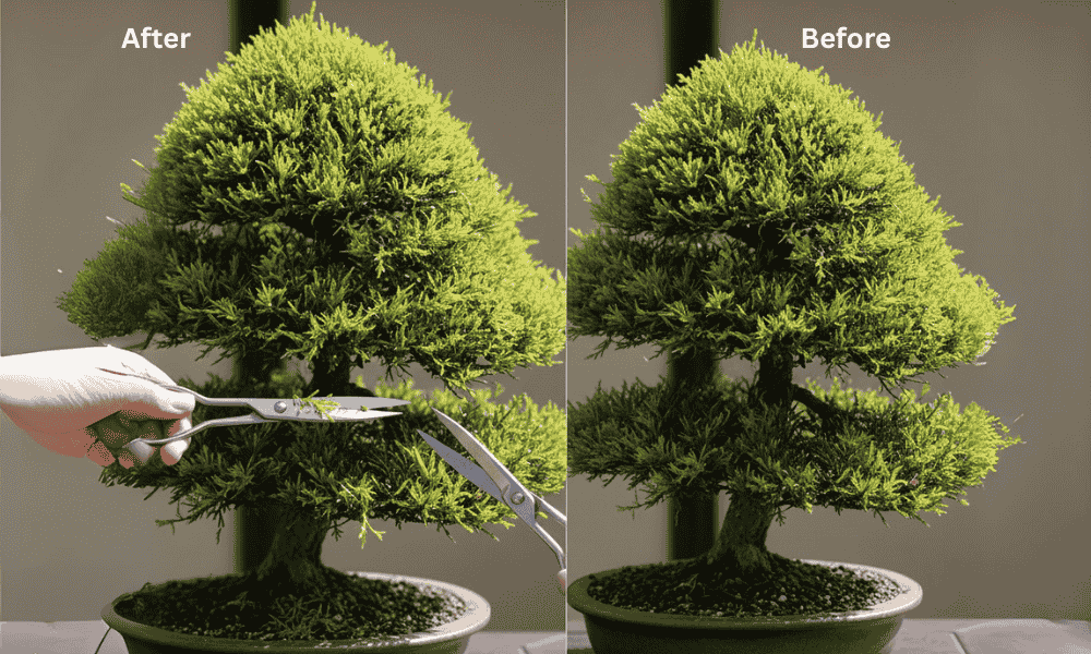 How to Prune and Shape a Cypress Bonsai Tree?