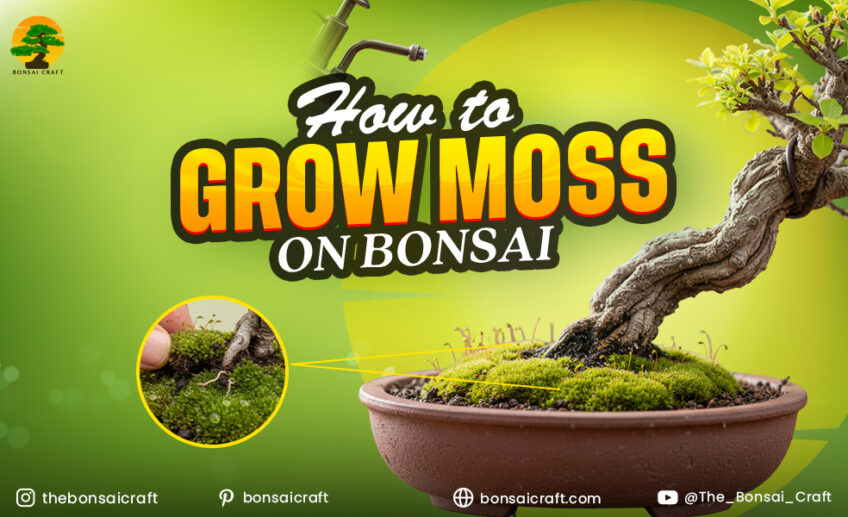 How to Grow Moss on Bonsai