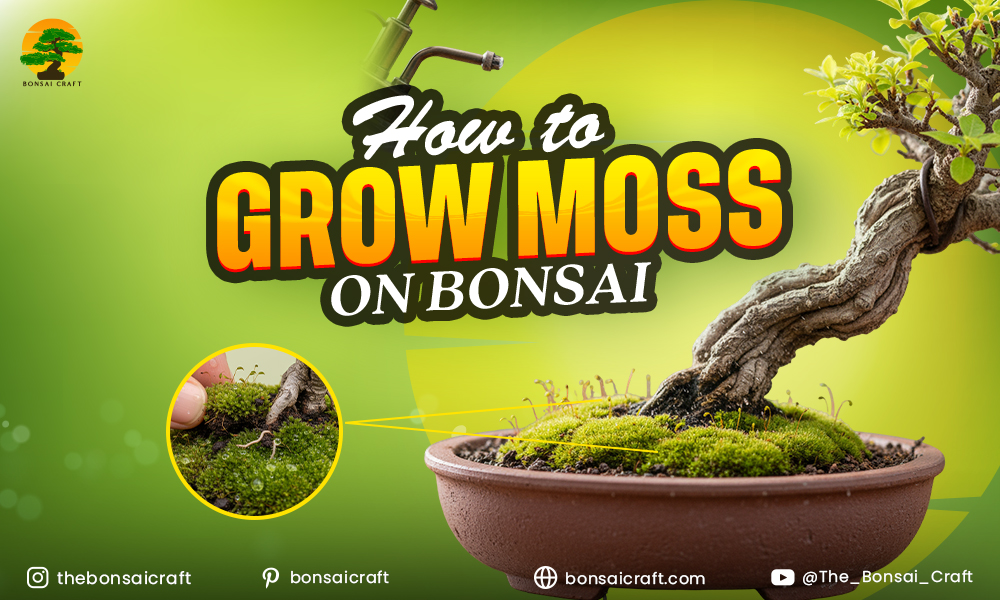 How to Grow Moss on Bonsai