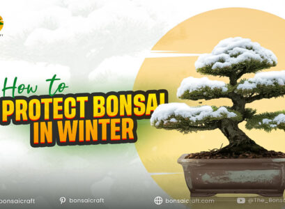 How to Protect Bonsai in Winter