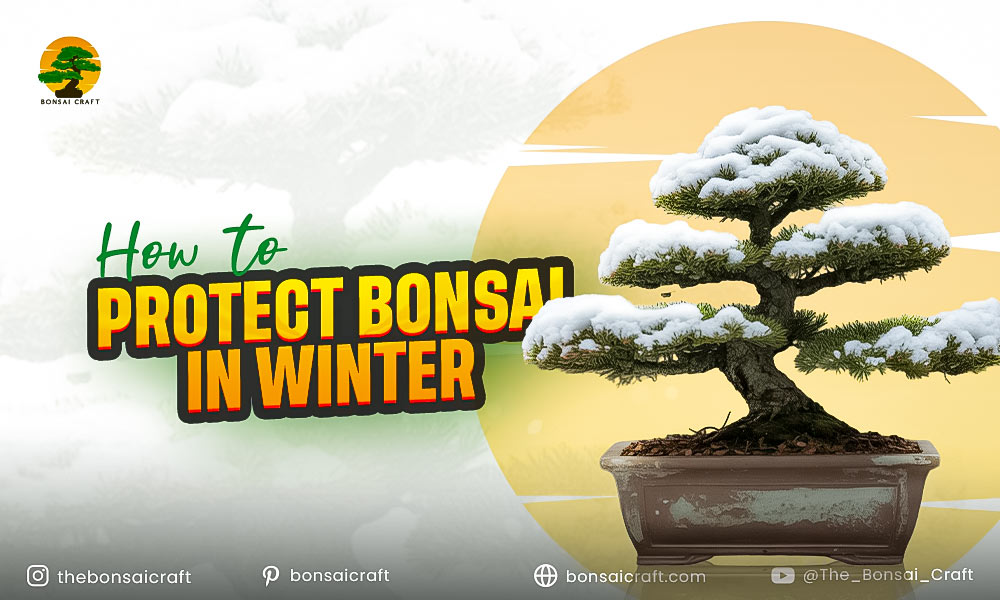 How to Protect Bonsai in Winter