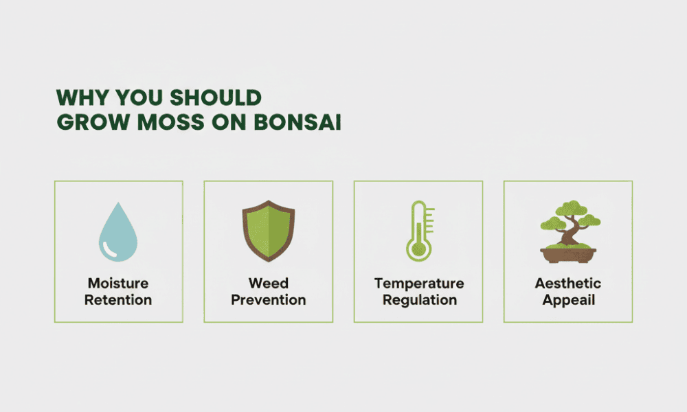 Why Should You Grow Moss on Bonsai?