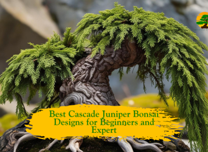 Cascade Juniper Bonsai