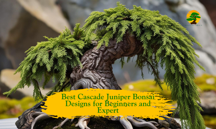 Cascade Juniper Bonsai