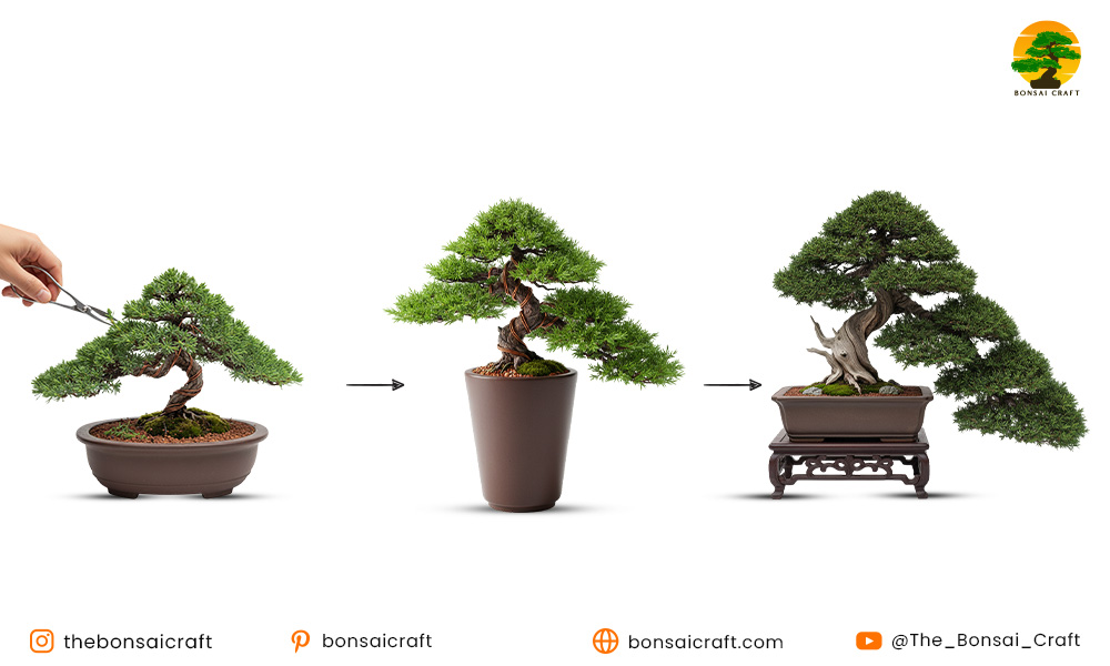 Cascade Juniper Bonsai Styles